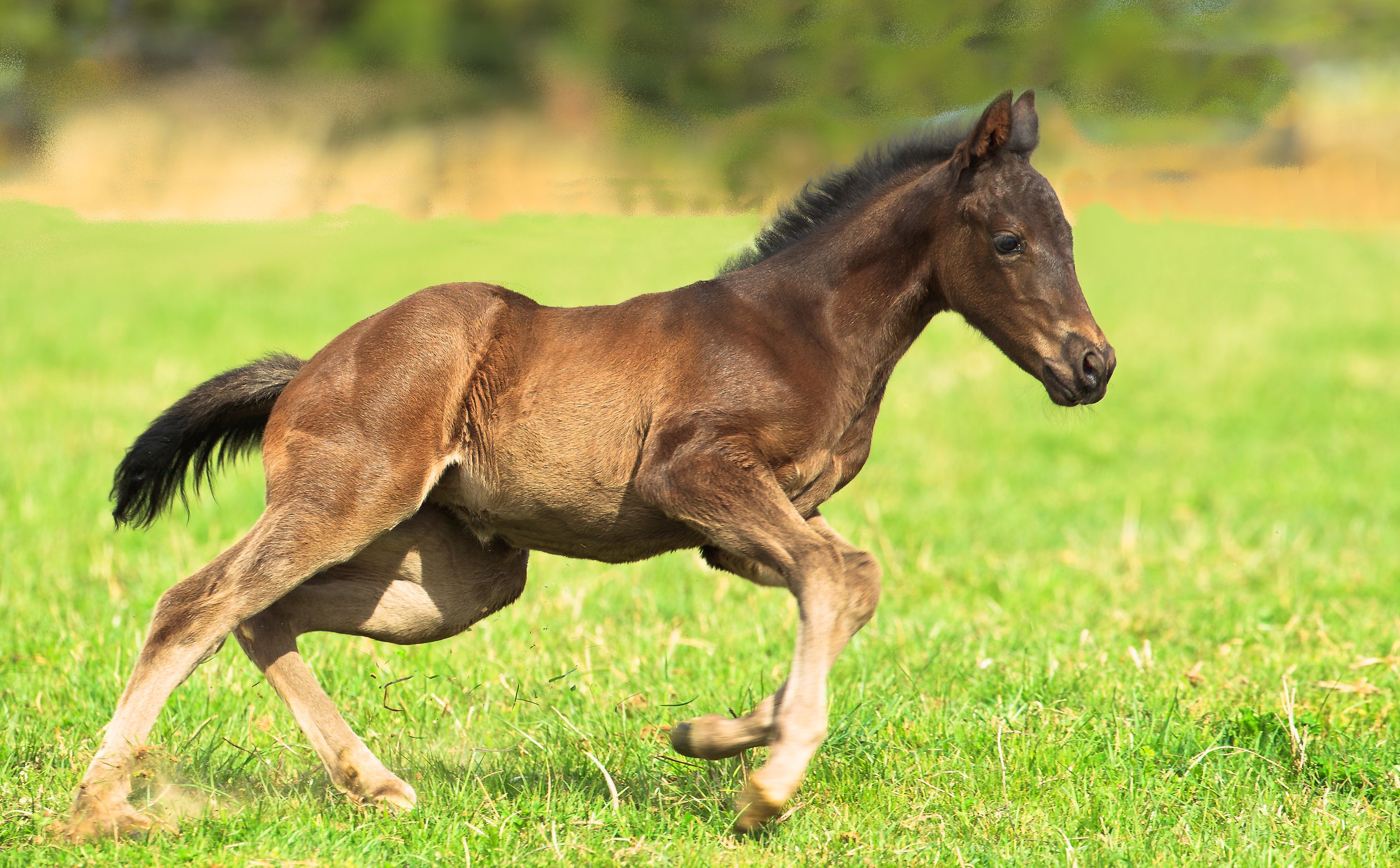 ICSI & Frozen Embryo | OXBOW