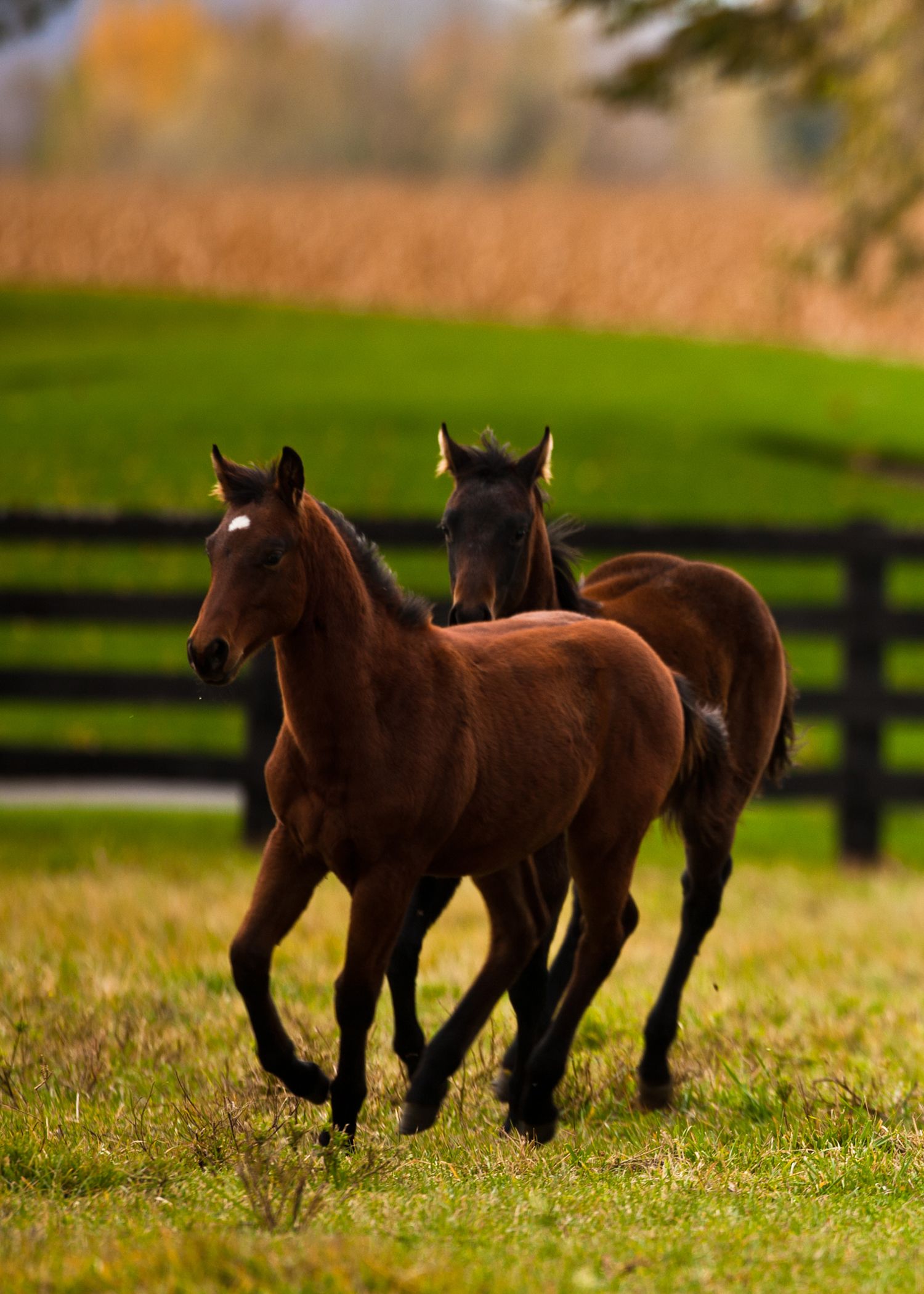 Received Embryo | OXBOW